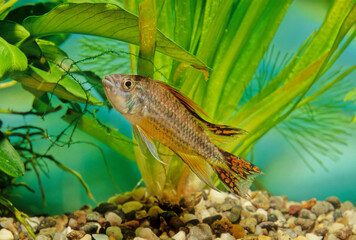 Apistogramma cacatuoides