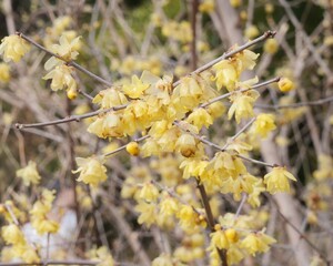 公園で蝋梅が咲いている