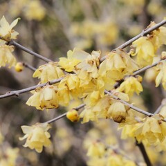 公園で蝋梅が咲いている