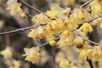 公園で蝋梅が咲いている