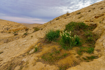 Dimona Stream, and Daffodil wildflowers, Negev Desert