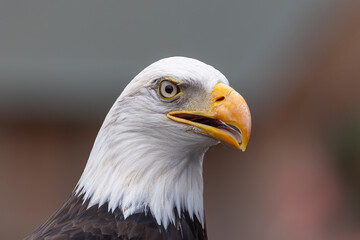 adler
