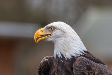 adler