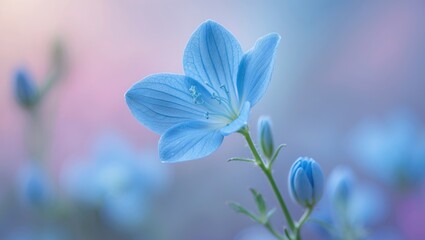 Tranquil close-up of a delicate blue flower against a softly blurred pastel background capturing serene beauty in nature.
