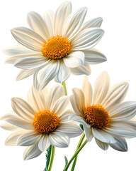 Fototapeta premium Three daisies, white background, clip art style, PNG format. 