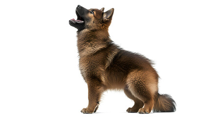 Fototapeta premium White background, photograph of a Shiba Inu dog standing on its hind legs with its front paws raised and mouth open, full-body shot, high-resolution photography, extremely detailed, fine details, 