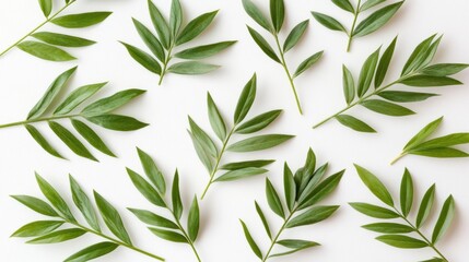Obraz premium Green Leaves Arrangement on White Background for Natural Aesthetic