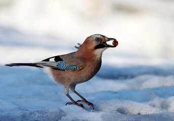 Euroasian Jay