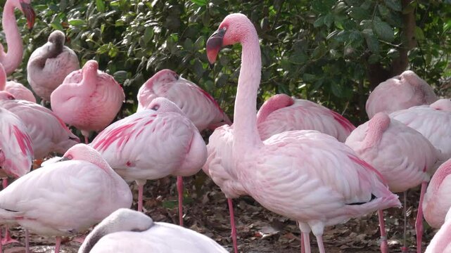 Lesser Flamingos Standing Around