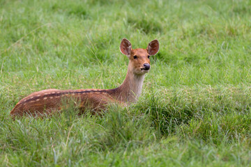 Red deer in a clearing