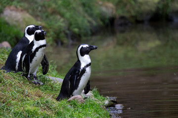 Penguins near the water
