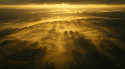 Fototapeta premium Aerial View of Forest at Sunrise with Golden Light Filtering Through Branches and Dramatic Shadows on Foggy Ground