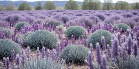 Obraz premium Vibrant Lavender Field with Purple Blooms and Lush Greenery Under Clear Sky Ideal for Text Overlay and Artistic Background