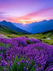 Lavender Field Sunset Mountain Landscape - Serene sunset over a vast lavender field in a mountainous region. Purple flowers, golden sun, and blue mountains create a breathtaking scene.
