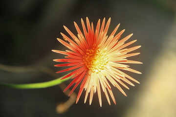 Gerbera Jamesonii is a species of flowering plant in the genus Gerbera in bloom on a dark isolated...