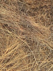 Dry Grass Texture - Natural Background