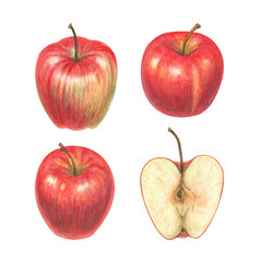 Watercolor illustration of four apples in different views: whole, halved, and with various shapes. Realistic texture and soft shading make it perfect for botanical prints, food packaging