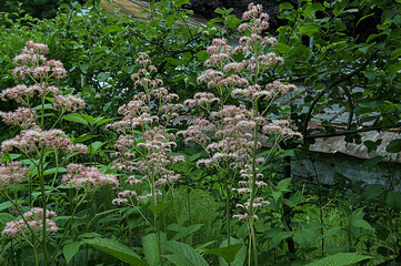 blossoming plant Rodgersia