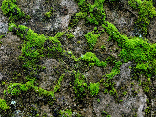 Green moss growing on the wall outside the house creates an abstract texture.