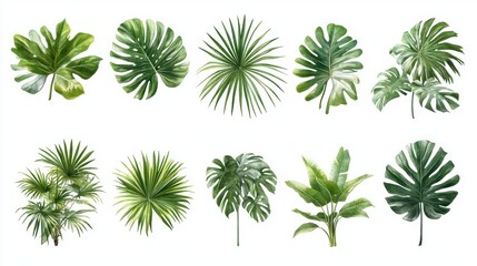 Collection of Tropical Leaves in Various Shapes and Sizes