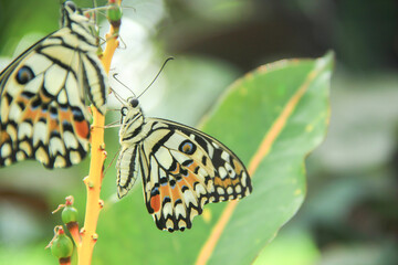 The lime butterfly or Papilio demoleus is a pest for orange trees, a beautiful butterfly