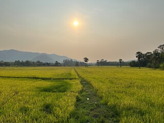 Obraz premium Vast Rice Paddy Landscape