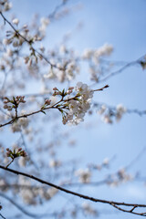cherry blossom in spring