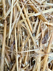 Close-Up of Golden Straw with Textured Details