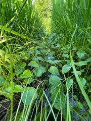 すくすく育つ田んぼの稲と雑草