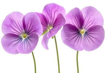 Fototapeta premium A bunch of purple lilac flowers isolated on a white background, a PNG photo with no shadows. 