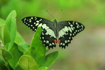 The lime butterfly or Papilio demoleus is a pest for orange trees, a beautiful butterfly