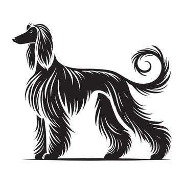 recommend clip art: Distinctive Afghan Hound silhouette with refined and elegant lines - Afghan Hound illustration - minimal Afghan Hound vector - dog silhouette
                    