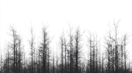 Silhouette of dead trees against white background, nature illustration
