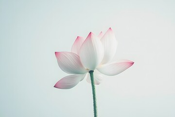Obraz premium Single lotus blossom in delicate pastel colors, placed on a bright white background with no shadows