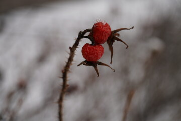 red rose hips close-up against a background of snow
