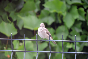 A spotted flycatcher sitting on a fence made of welded wire mesh panels, green leaves in the background