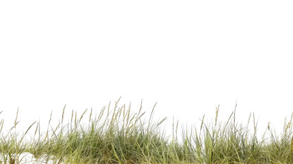 Dried grasses and plants isolated on transparent background