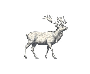 Fototapeta premium Engraving of reindeer walking, vector illustration on a white background. 