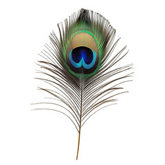 Obraz premium Peacock feather