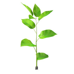Fototapeta premium fresh green leaves with branch isolated on transparent background, piece of plant