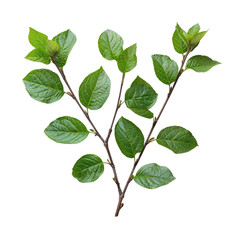 Fototapeta premium fresh green leaves with branch isolated on transparent background, piece of plant