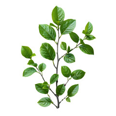 fresh green leaves with branch isolated on transparent background, piece of plant