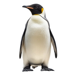 Fototapeta premium Penguin Bird