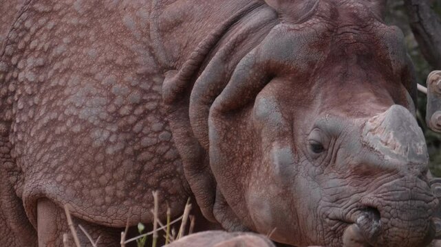 Indian Rhino Closeup