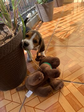 perro jugando