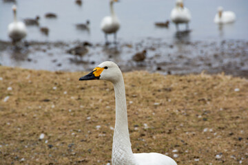 湖畔のコハクチョウ
