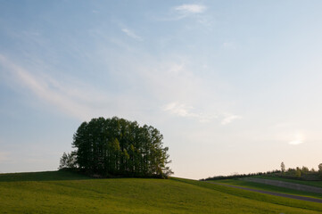夕暮の緑の丘の上のカラマツ林