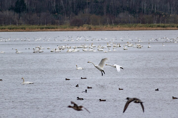 春の湖に着水するハクチョウ