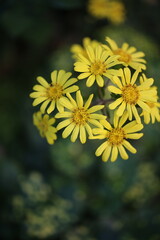 黄色い花