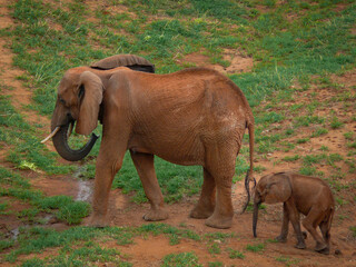 Familia de elefantes africanos en la sabana © DavidEnFoco